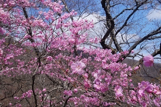 5 3赤城のアカヤシオ詣で 利平茶屋森林公園からツツジ尾根展望周回ルート テントミータカ山と猫の記憶ｋ２